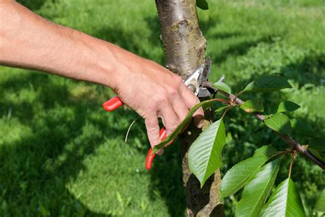 Should You Trim Lower Tree Branches