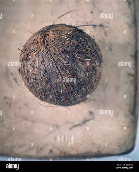Coconut Harvest Hi Res Stock Photography And Images Alamy