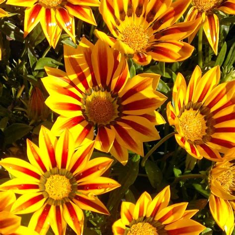 Gazania is usually sold as an annual wherever it freezes. Gazania 'Red Stripe' 6'' Pot - Hello Hello Plants & Garden ...