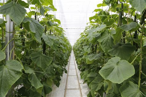 Organic Cucumber Farming In Greenhouse Agri Farming