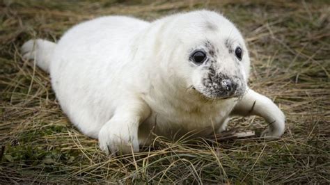 Blakeney Point Record Number Of Seal Pups Born In Colony Bbc News