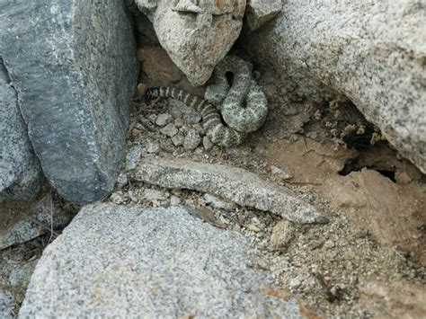 Is Your Home A Rattlesnake Den How To Stay Rattlesnake Free This