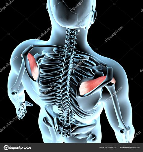 Illustration Shows Supraspinatus Muscles Anatomical Position Xray Body