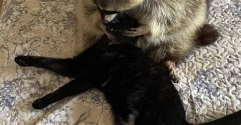 Sweet Raccoon Loves Hugging Kitty Friend Sharedots
