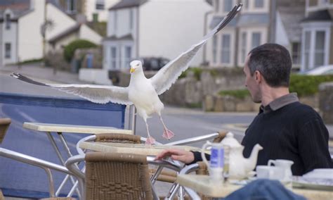Killer Seagulls Top The Pecking Order For A Media Frenzy