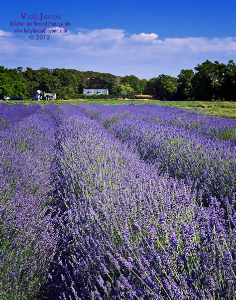You can highlight your business in the anniversary book by purchasing a. Lavender Fields | The beautiful and fragrant lavender ...