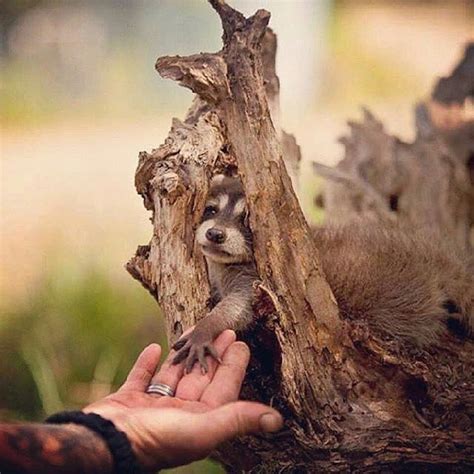 Beautiful Nature And Animals On Instagram “follow Awesomepix For More
