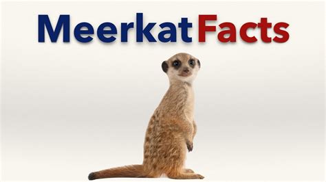 Meerkat Facts Youtube
