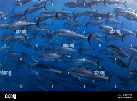 Atlantic Bluefin Tuna Swimming Mediterranean Sea Stock Photo Alamy