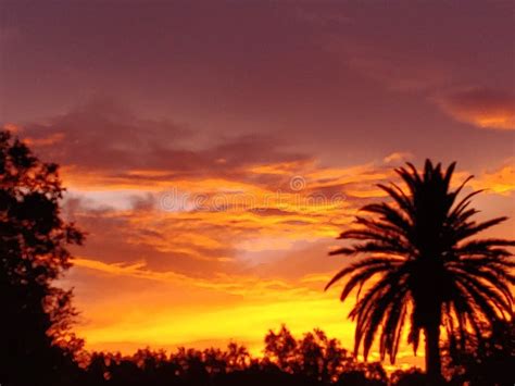 Florida Sunset Orange Hue Stock Photo Image Of Tree 188696566