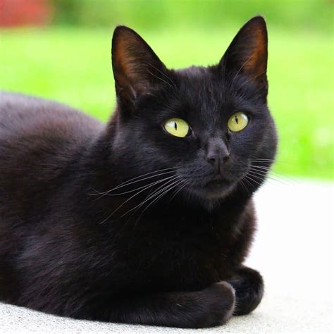 Black Cat Mammal Domestic Animals Animal Themes Domestic Cat