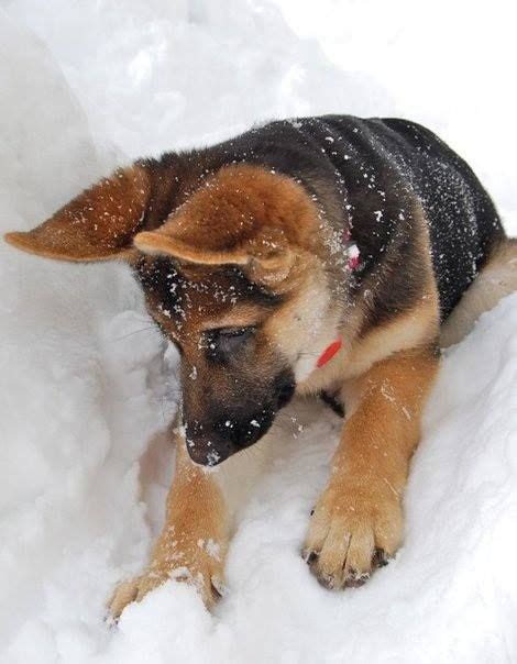 German Shepherd Puppies Playing In Snow Pets Lovers
