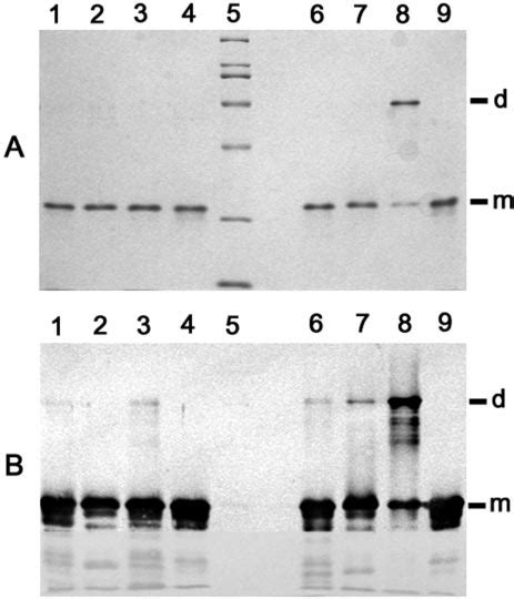 Sds Page A And Western Blot B Analyses Of Ntpx Proteins A Lane 5 Download Scientific