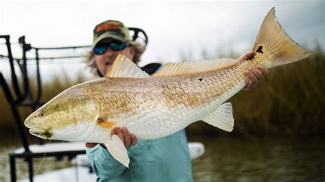 Fly Fishing For Monster Redfish In Louisiana Youtube