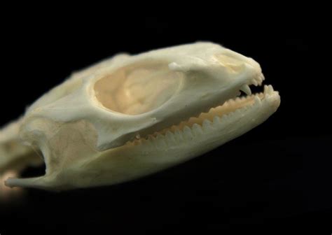 Skull Of A Lizard By Hontor On Deviantart Animal Bones Lizard Skull