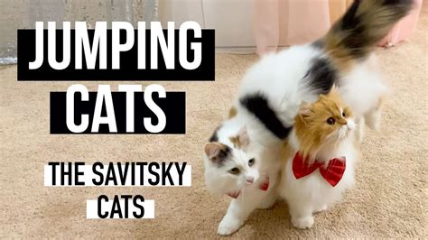 Jumping Cats Cat Tricks Funny Cat Videos The Savitsky Cats