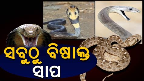 King Cobra Vs Black Mamba Vs Inland Taipan Top 5 Venomous Snakes In