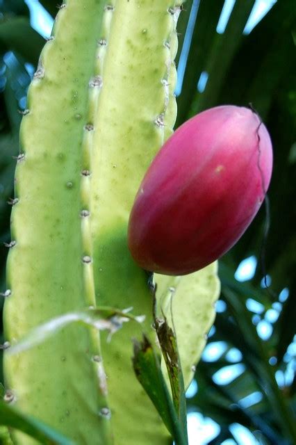 It can be smelted into cactus green via a furnace. Red cactus fruit tastes like sugar | Flickr - Photo Sharing!