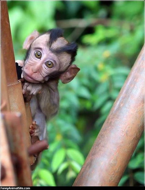 Crazy Animal Pictures Crazy Animal Faces