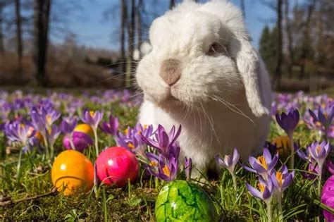 Updated Your Complete Guide To Easter Egg Hunts 2019 Across