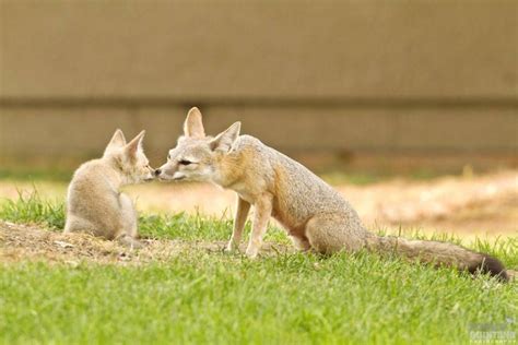 One Glimpse Of These Baby Kit Foxes And Youll Be Hooked On Their Story