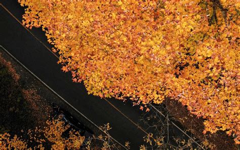 Download Wallpaper 1920x1200 Road Trees Aerial View Yellow Autumn