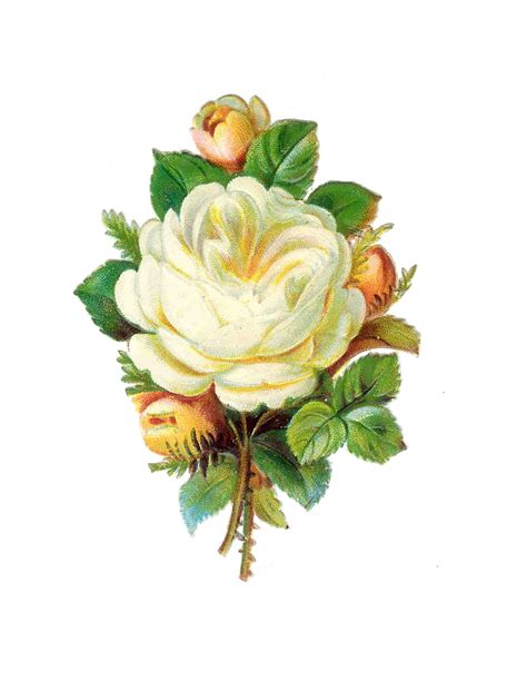 Free Victorian Rose Pictures Download Free Victorian Rose Pictures Png