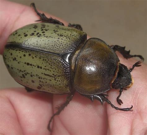Large Green Beetle Dynastes Tityus Bugguidenet