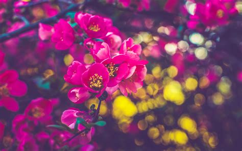 1440x900 Spring Flowers 5k 1440x900 Resolution Hd 4k Wallpapers Images