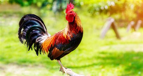 Ayam tangkas lainnya yang juga digunakan untuk permainan sabung pisau ini adalah ayam peru. Taji Ayam Paling Mematikan Di Laga Arena - Trik Games Taruhan Online Terlengkap
