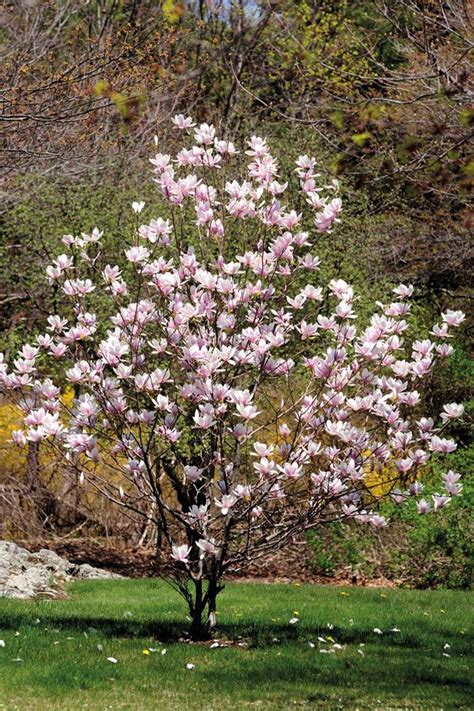 The Magnolia Tree Is One That Will Make Your Front Garden Complete