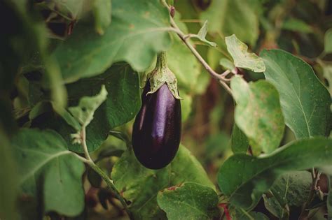 Eggplant Petitti Garden Centers