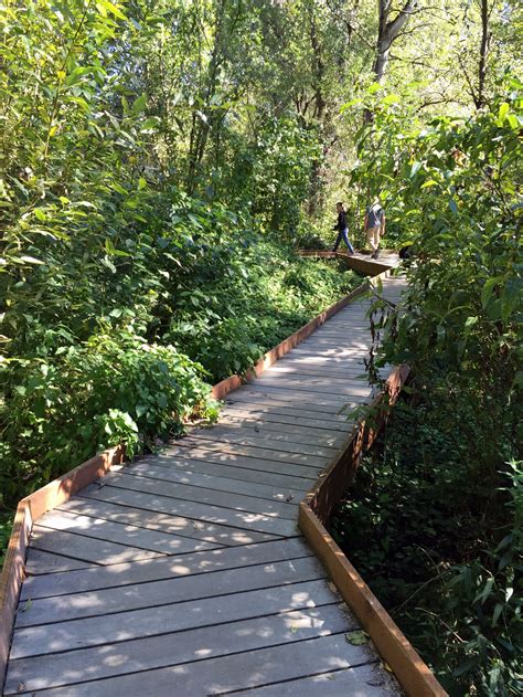 Completed Boardwalk Trail In Yesler Swamp Offers Access To Wildlife