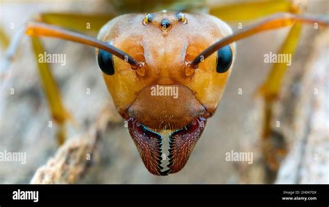 Macro Of Weaver Ant Stock Photo Alamy