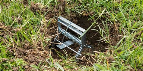 New (28) from $6.94 & free shipping. Best Mole Trap in 2020 - Top 10 Mole Traps Reviewed ...