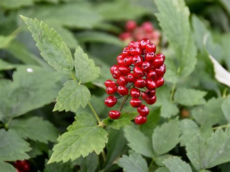 White Baneberry Dolls Eyes Care And Growing Guide
