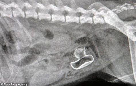 I See Your Pregnant Dog Xray And Raise You A Rubber Ducky Dog Xray Pics
