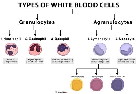 Types Of White Blood Cells Leukocytes With Functions And