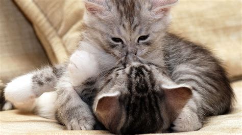 Two Gray Tabby Cat Kittens Hugging Funny Cat Hd Funny Cat Wallpapers