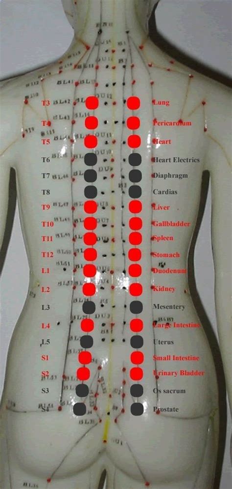New Acquisition In Back Shu Points Anatomy Knowledge Acupuncture Acupressure Shiatsu Massage