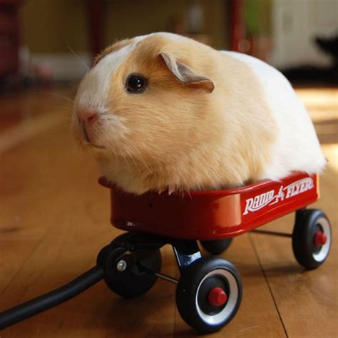 Psbattle Hamster In A Toy Wagon Rphotoshopbattles