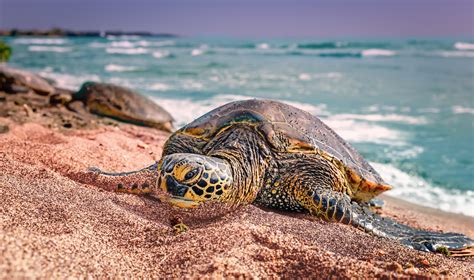 Turtle On The Beach Kona Big Island Hawaii Ketino Landscape