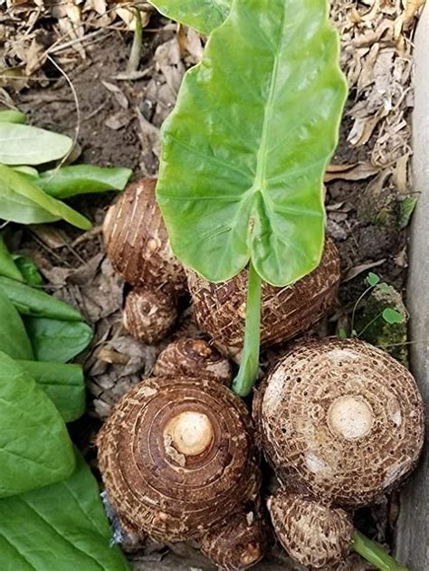 How do i plant and care for elephant ears? How to Plant Elephant Ear Bulbs at Home | Balcony Garden Web