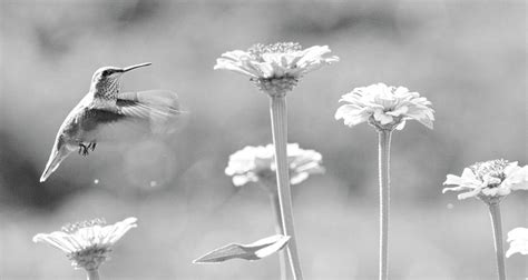 Nectar Black And White Photograph By Steve Mckinzie Pixels