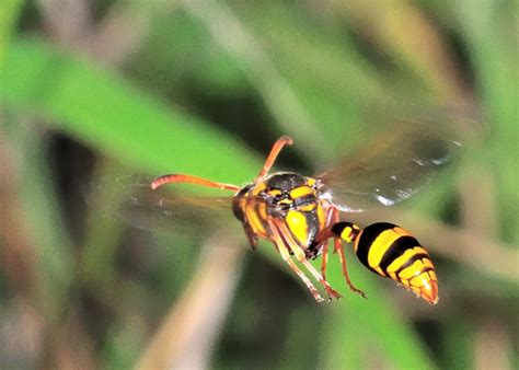 Black Flower Wasp Australia Sting Best Flower Site