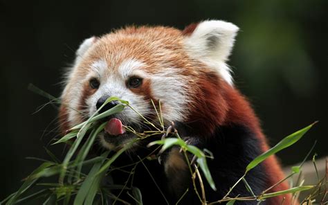 Red Panda Eat Bamboo 1242x2688 Iphone 11 Proxs Max Wallpaper