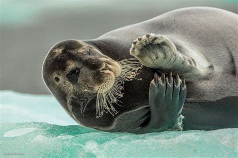 'Flirting Bearded Seal' by Audun Rikardsen | Wildlife photos, Wildlife photography, Wildlife