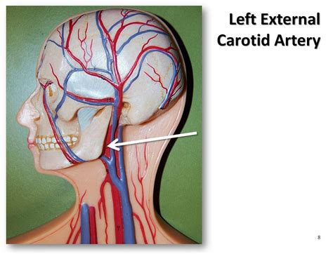Left External Carotid Artery The Anatomy Of The Arteries Visual Guide