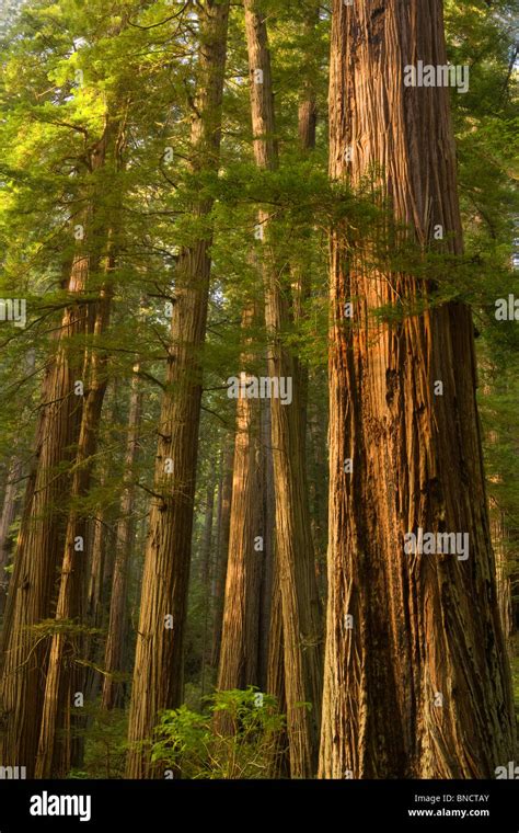 California Redwood National Park Redwoods Redwood Forest Sequoia