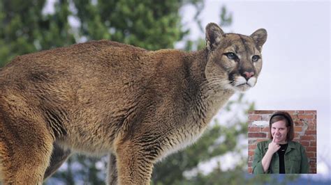 Whats The Difference Between Mountain Lions Pumas And Cougars